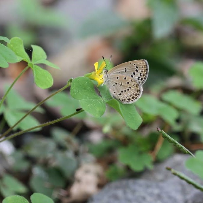 カタバミの蜜を吸うヤマトシジミ