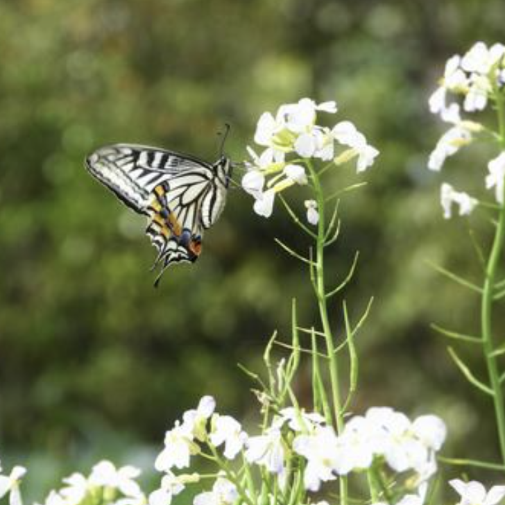菜の花に集まるアゲハ蝶