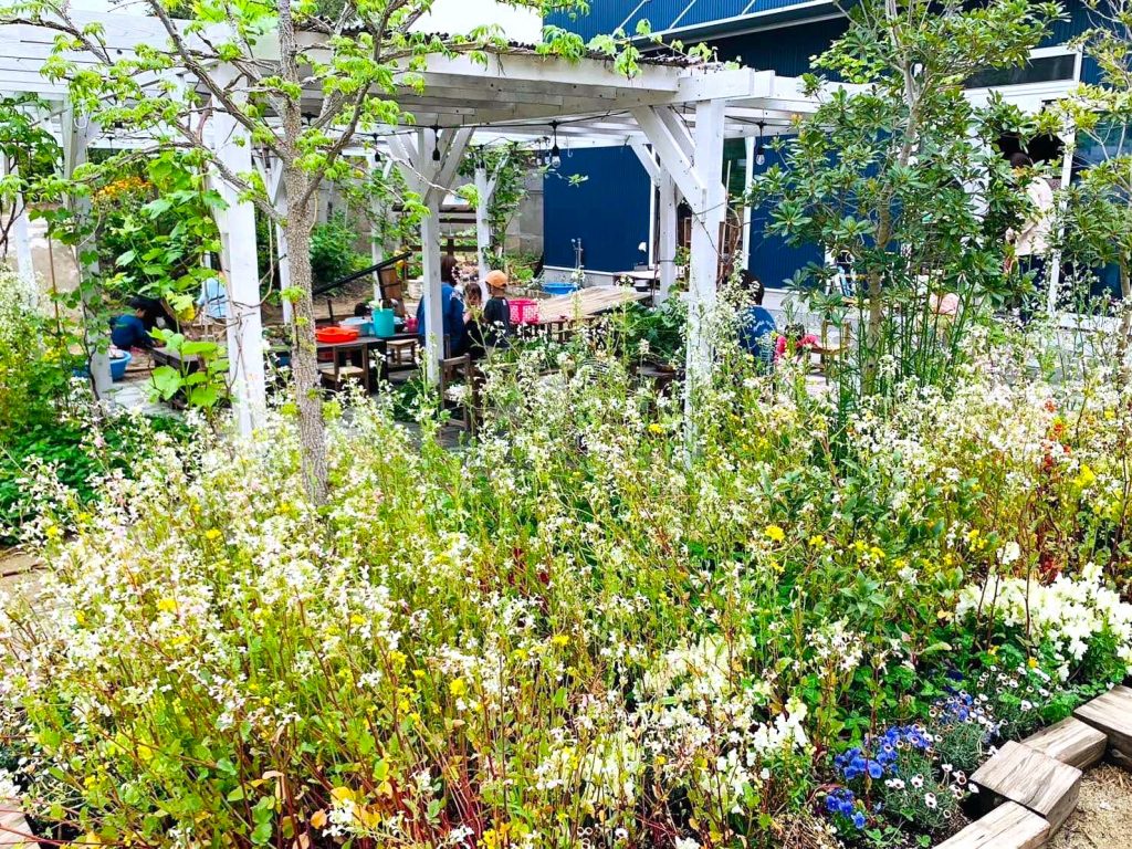 菜の花が園庭に咲く様子