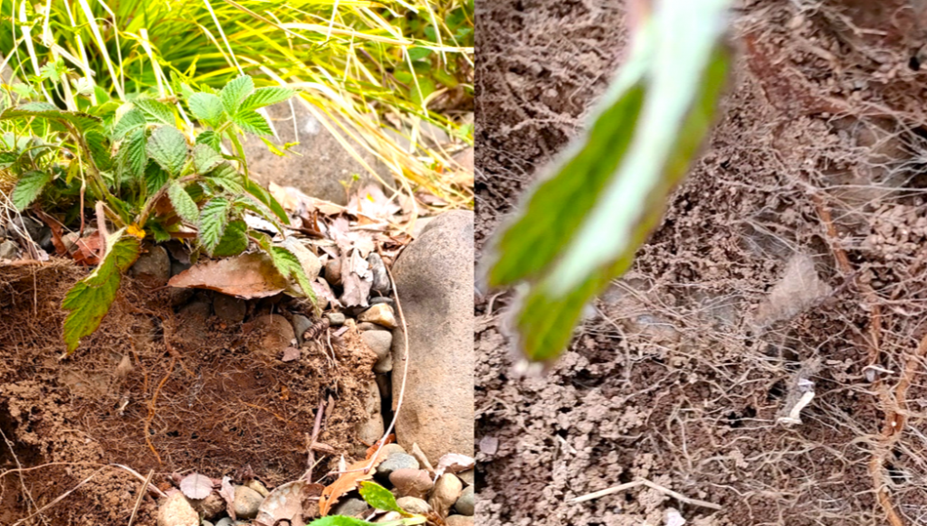 植物の根や土には空洞があり、水を貯留する効果が高い