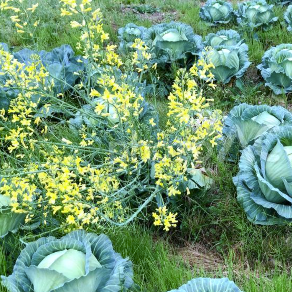 キャベツの菜の花