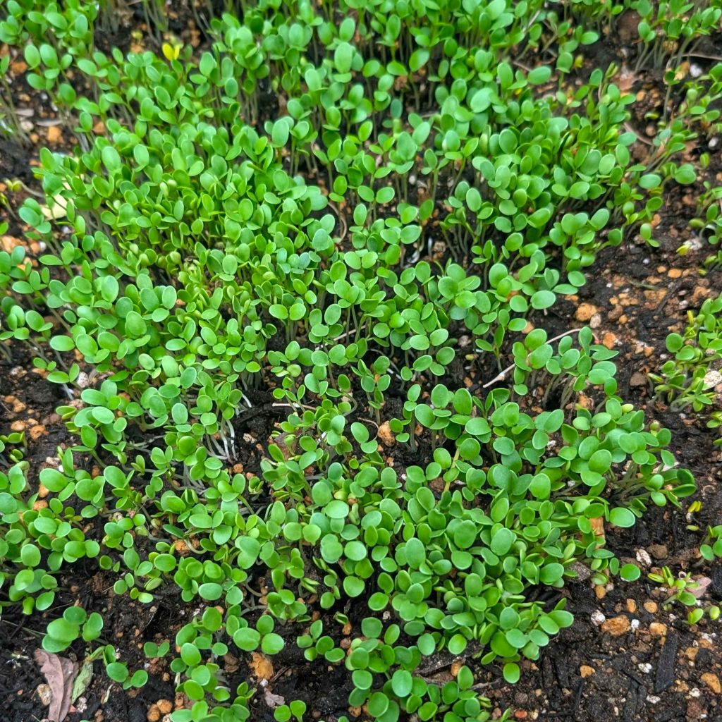 種まき1週間後、発芽している（気温により発芽のタイミングは異なる）