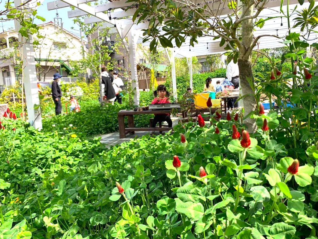 クリムゾンクローバーが咲く園庭。愛媛県東温市むぎの穂保育園