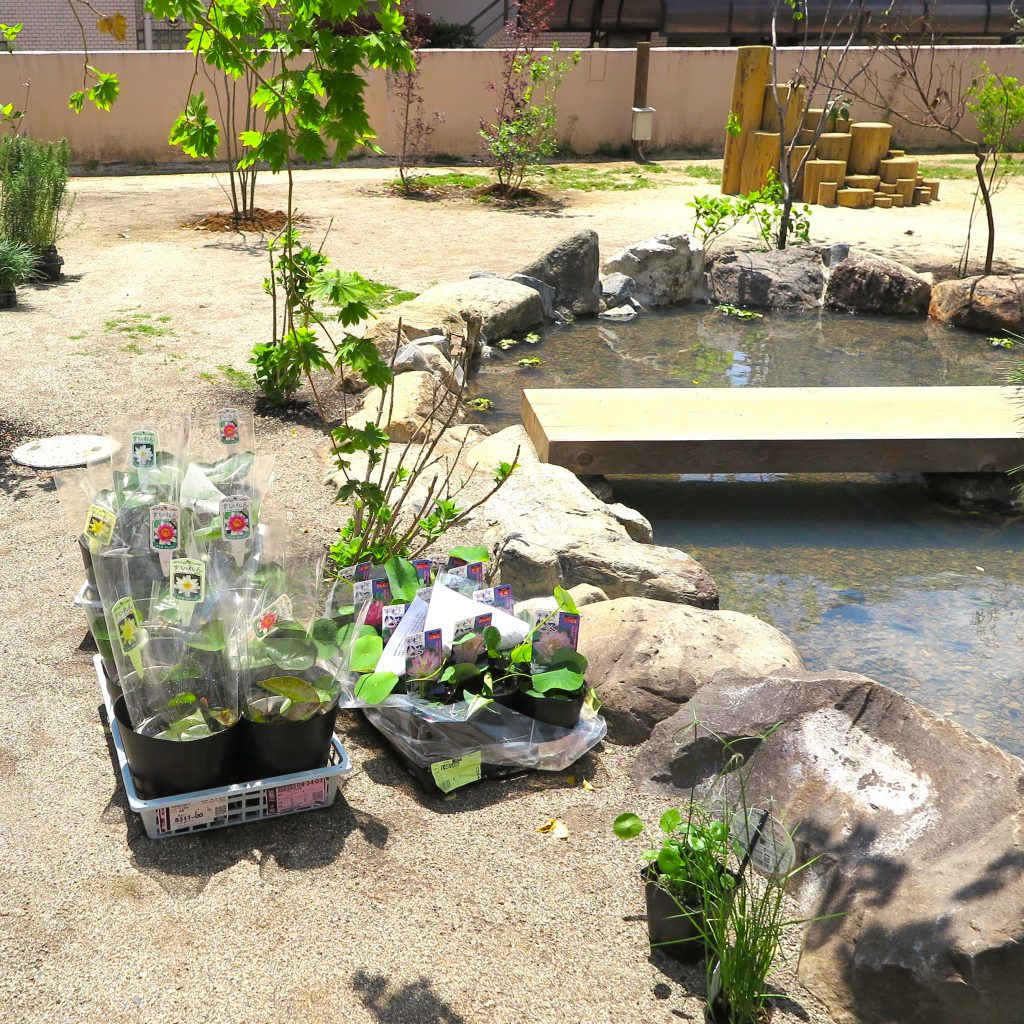 ビオトープの植栽
