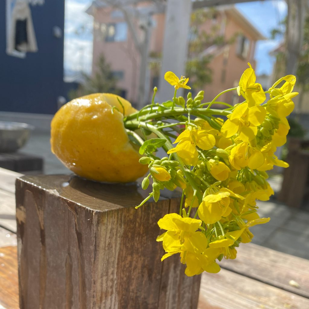 菜の花を飾る
